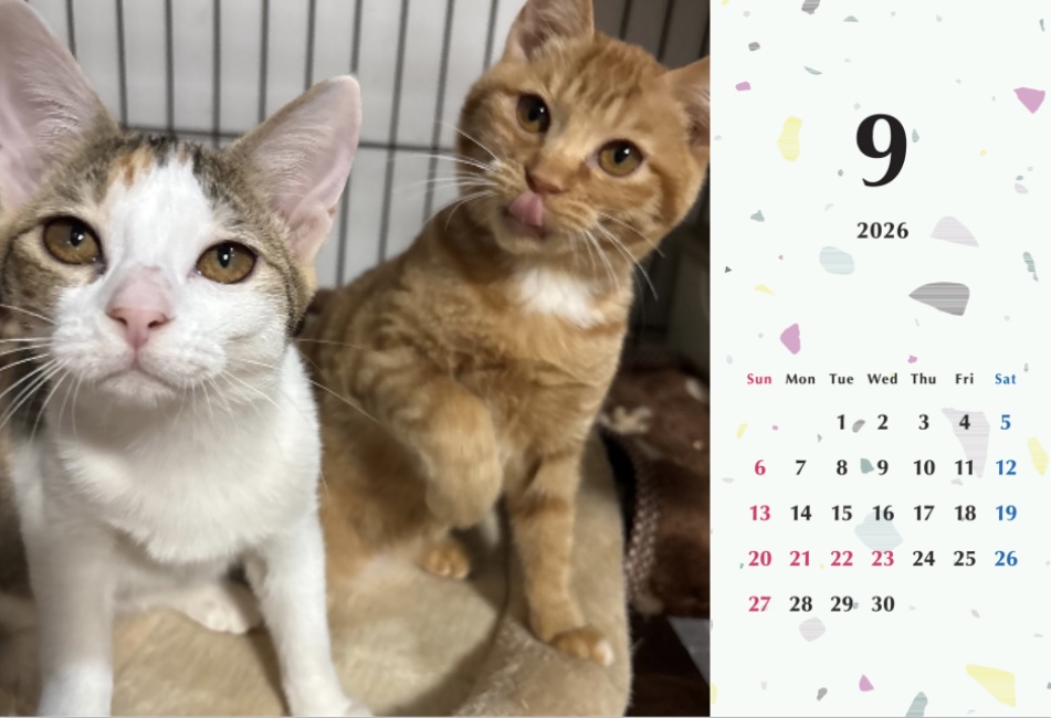 いよビス2026年カレンダーの画像