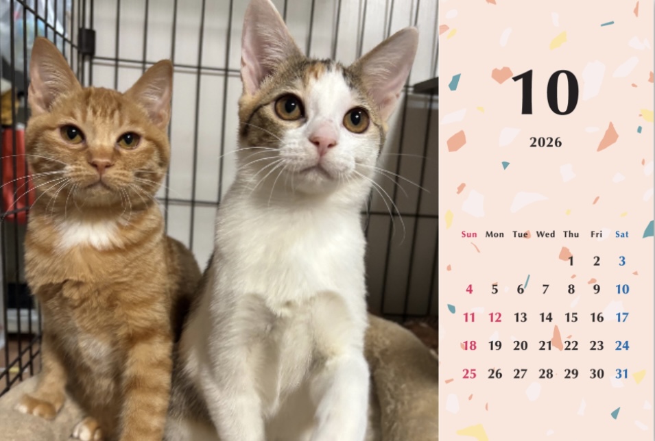 いよビス2026年カレンダーの画像