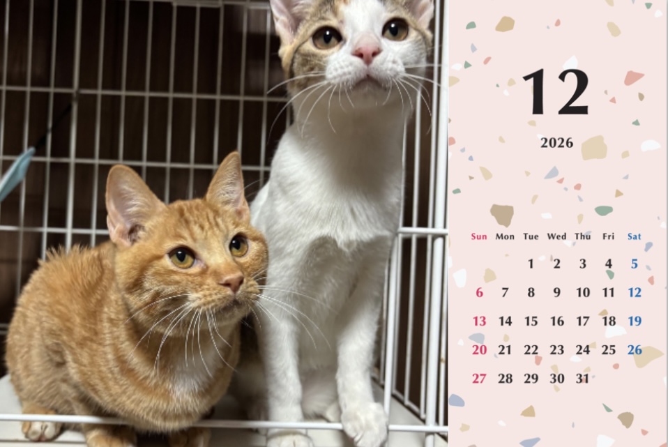 いよビス2026年カレンダーの画像