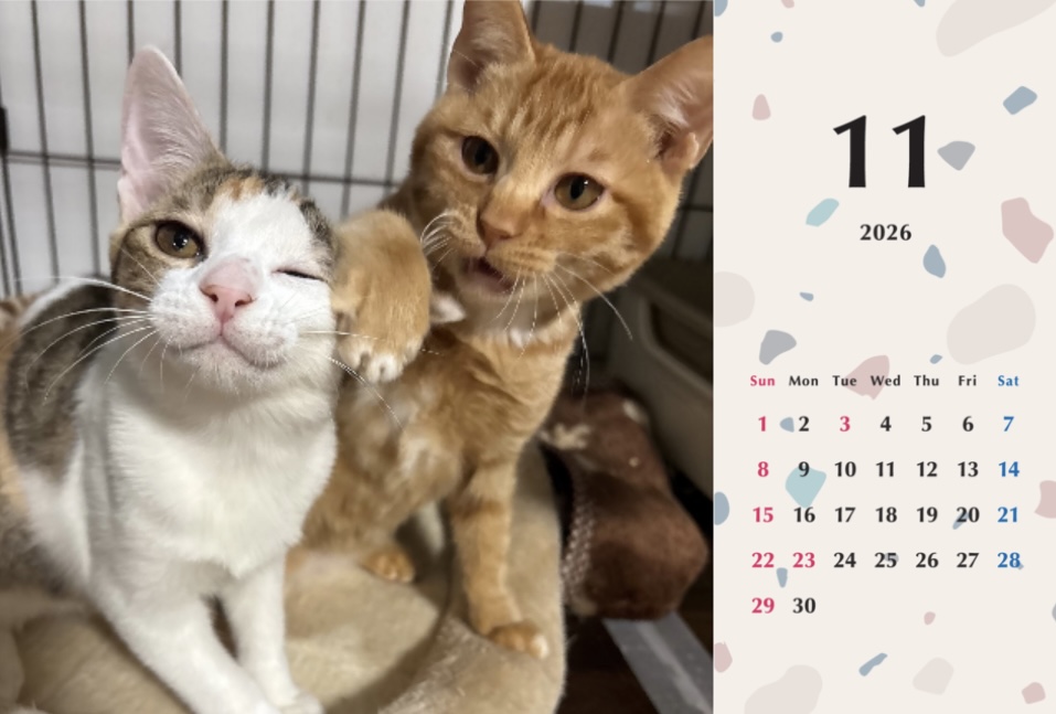 いよビス2026年カレンダーの画像