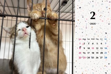 いよビス2026年カレンダーの画像