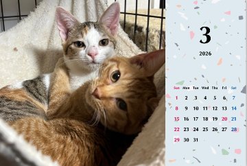 いよビス2026年カレンダーの画像