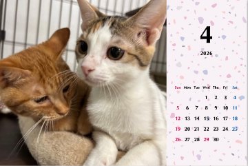 いよビス2026年カレンダーの画像