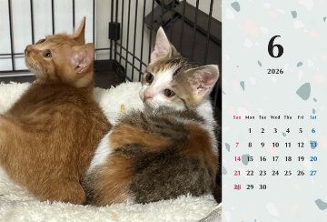 いよビス2026年カレンダーの画像