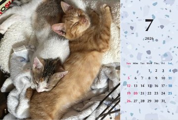 いよビス2026年カレンダーの画像