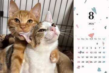 いよビス2026年カレンダーの画像