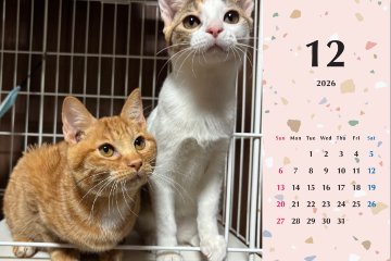 いよビス2026年カレンダーの画像