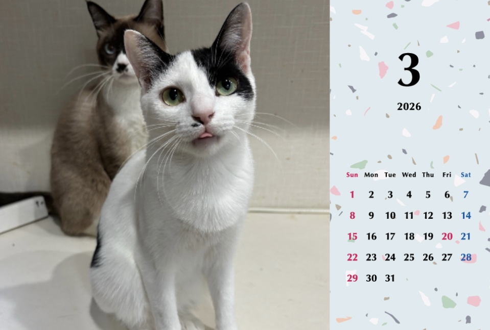 たろいも2026年カレンダーの画像