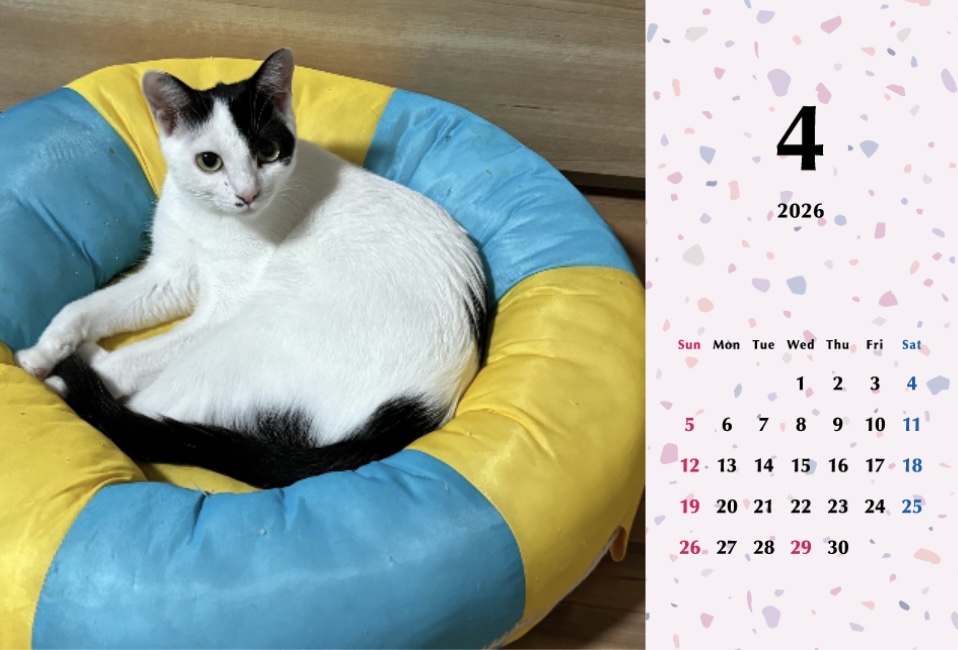 たろいも2026年カレンダーの画像