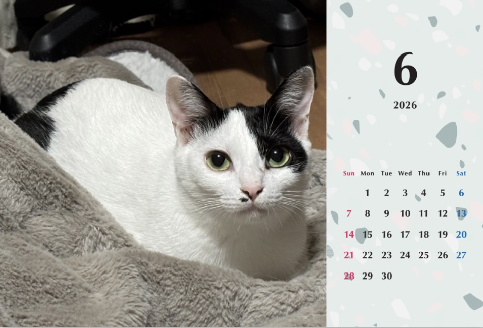 たろいも2026年カレンダーの画像