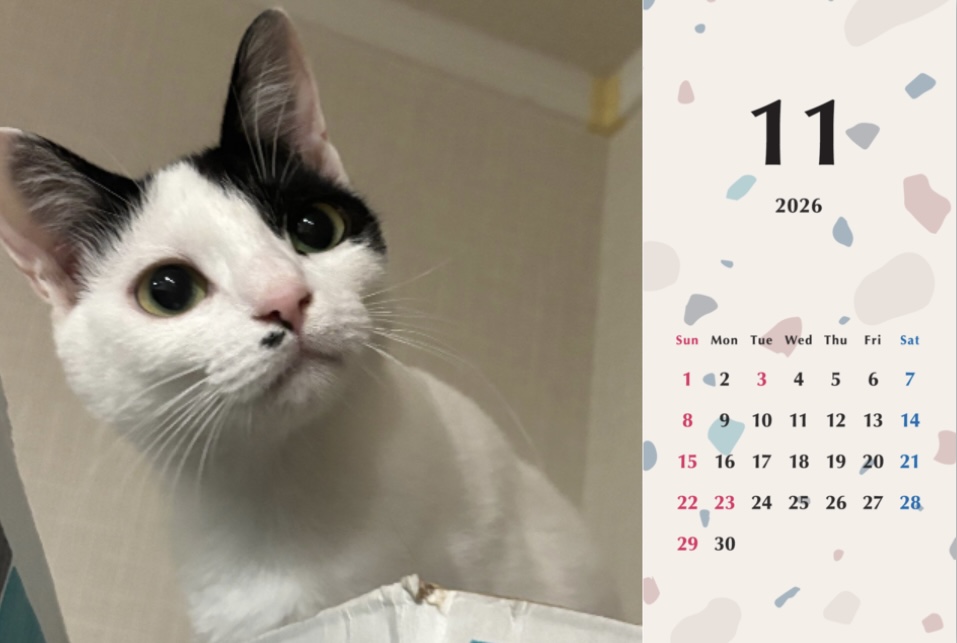 たろいも2026年カレンダーの画像