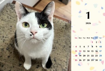 たろいも2026年カレンダーの画像