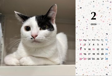 たろいも2026年カレンダーの画像