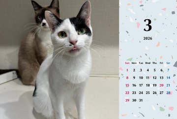 たろいも2026年カレンダーの画像