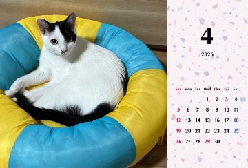 たろいも2026年カレンダーの画像