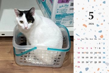 たろいも2026年カレンダーの画像