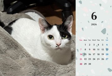 たろいも2026年カレンダーの画像