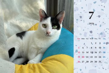 たろいも2026年カレンダーの画像