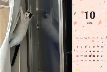 たろいも2026年カレンダーの画像