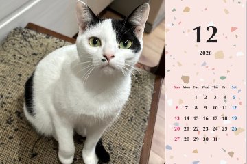 たろいも2026年カレンダーの画像