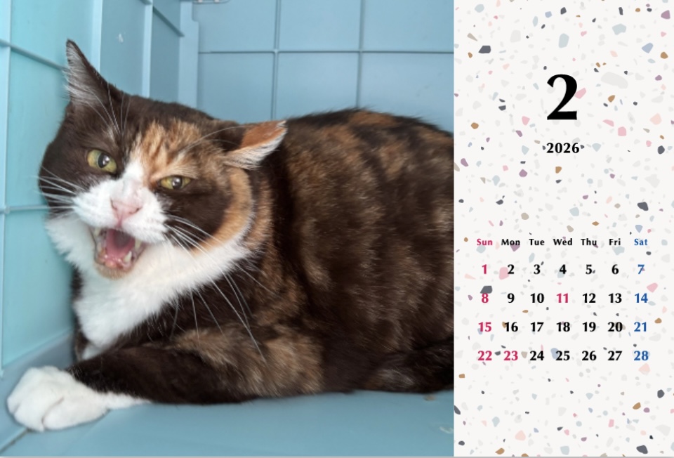 シャー2026年カレンダーの画像