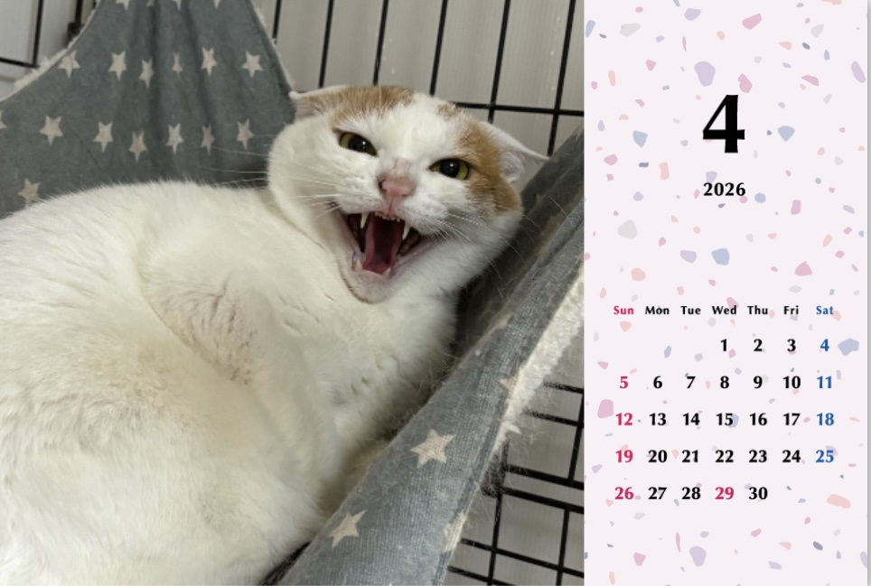 シャー2026年カレンダーの画像