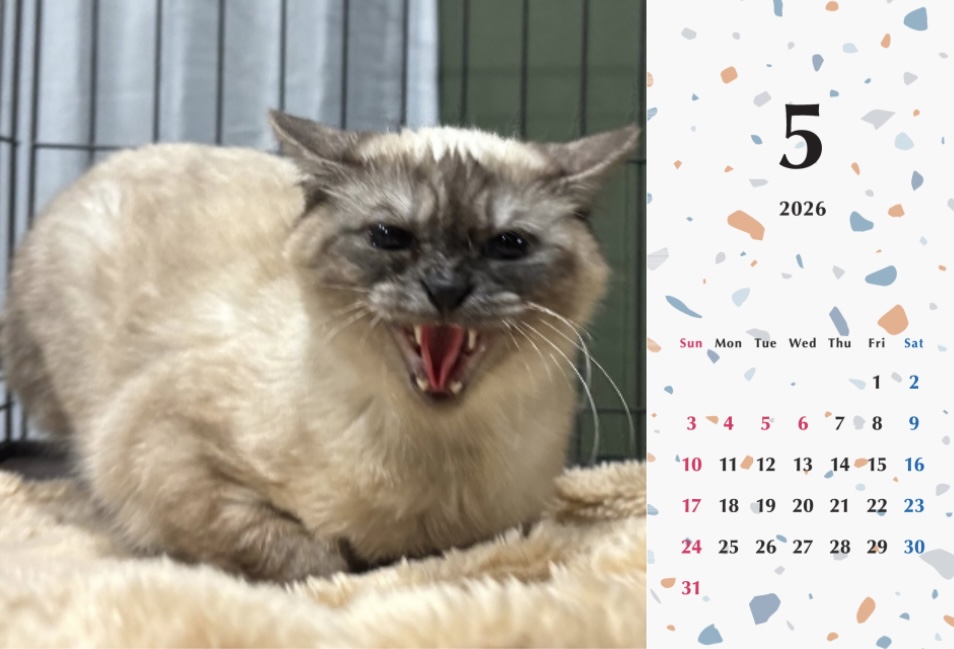 シャー2026年カレンダーの画像