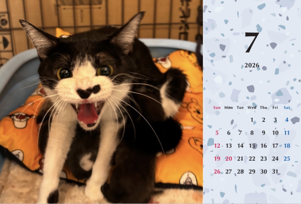 シャー2026年カレンダーの画像