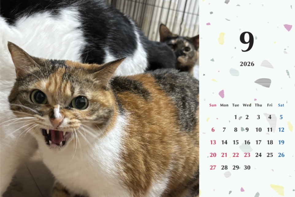 シャー2026年カレンダーの画像