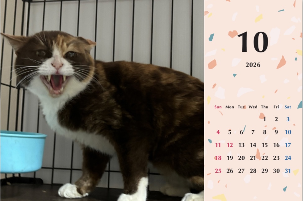 シャー2026年カレンダーの画像