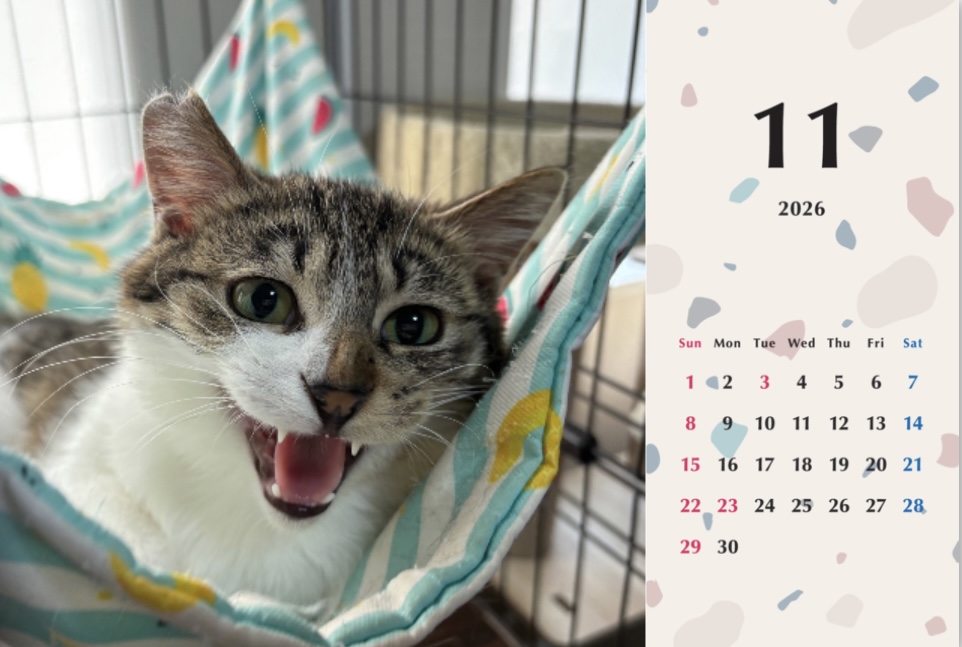 シャー2026年カレンダーの画像