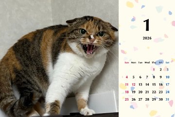 シャー2026年カレンダーの画像