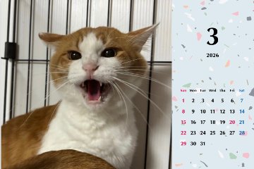 シャー2026年カレンダーの画像