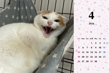 シャー2026年カレンダーの画像