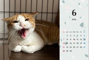 シャー2026年カレンダーの画像