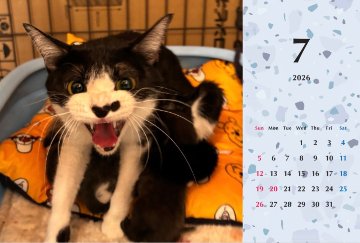 シャー2026年カレンダーの画像