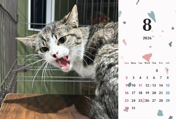 シャー2026年カレンダーの画像