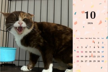 シャー2026年カレンダーの画像