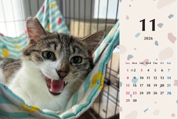 シャー2026年カレンダーの画像