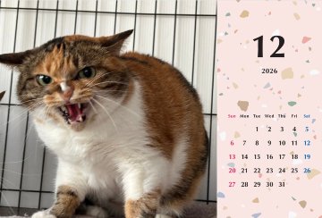 シャー2026年カレンダーの画像