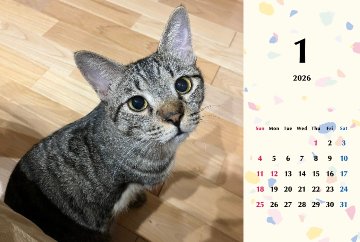 甘栗2026年カレンダーの画像