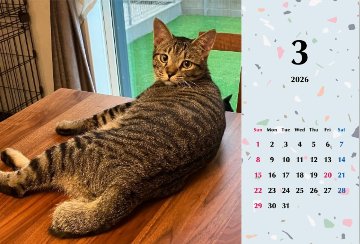 甘栗2026年カレンダーの画像