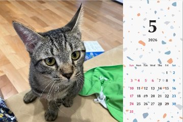 甘栗2026年カレンダーの画像