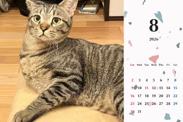 甘栗2026年カレンダーの画像