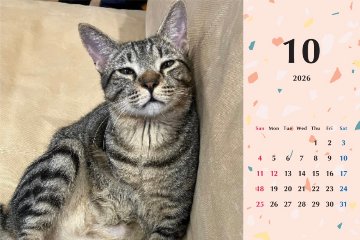 甘栗2026年カレンダーの画像