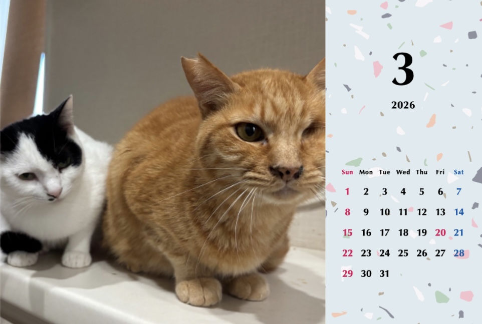 たろちゃじ2026年カレンダーの画像