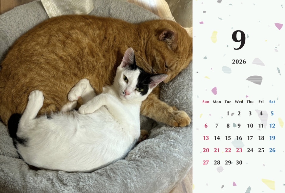 たろちゃじ2026年カレンダーの画像