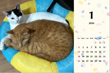 たろちゃじ2026年カレンダーの画像