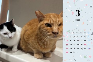 たろちゃじ2026年カレンダーの画像