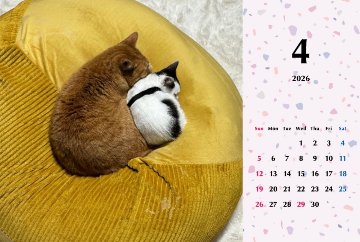 たろちゃじ2026年カレンダーの画像